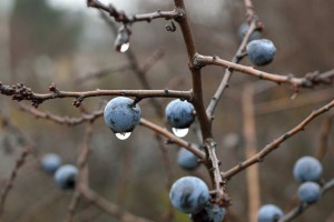 Blueberry