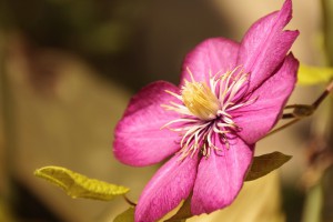 Flower