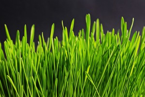 Grass