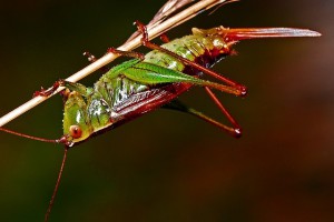 Grasshopper