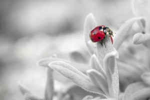 Ladybug
