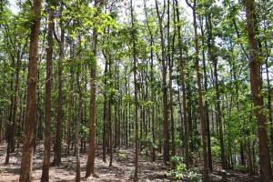 Teak Forests
