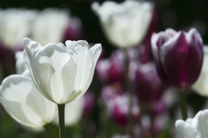 Tulips