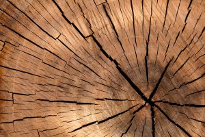 Wood